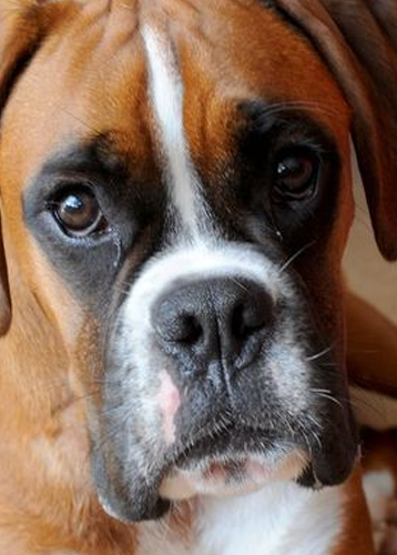 Rescuing and rehoming boxers