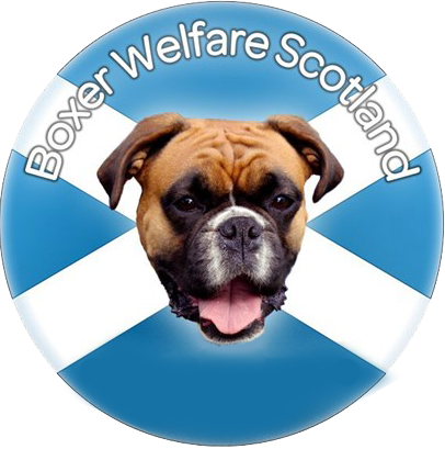 Rescuing and rehoming boxers across Scotland since 2005